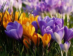 ceļojumi ar autobusu - DAUGMALES ZIEDI – KOKNESE (Krokusi/Narcises/Tulpes/Peonijas)